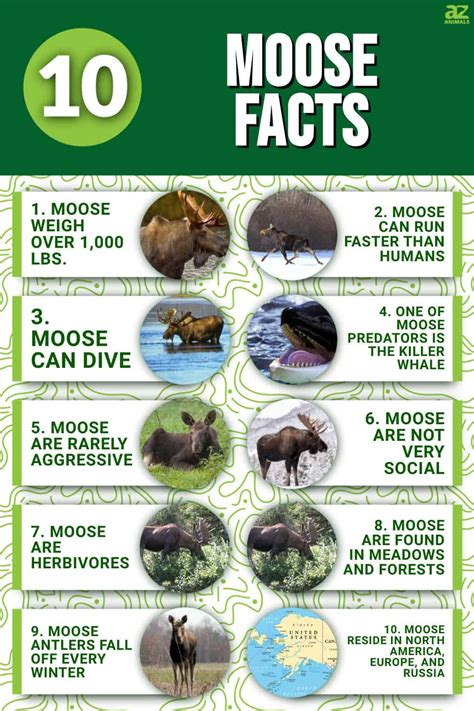 10 Fascinating Facts About Moose A Z Animals 10 Fascinating Facts About Moose A Z Animals