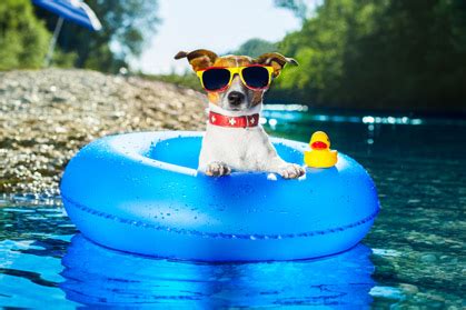 10 Important Tips From Penn Vet To Keep Pets Healthy This Summer Canine Chronicle