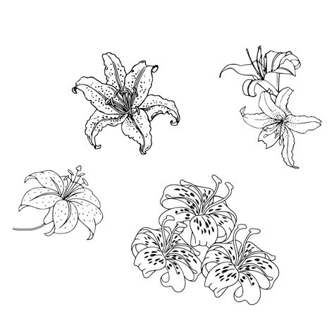 1502 Lilies Ginnungagap Tattoo Designs Drawings Illustration Flowers Plants Trees Flowers Flowers I Z Lilies Tiger Lilies Artpal 1502 Lilies Ginnungagap Tattoo Designs Drawings Illustration Flowers Plants Trees Flowers Flowers I Z Lilies Tiger Lilies Artpal