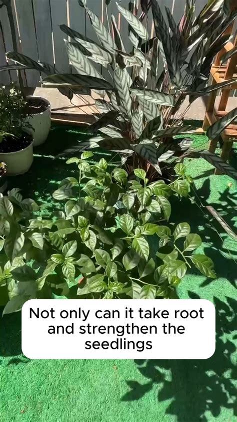 3 Tips For Plant Propagation Gardening Garden Gardeningtips Gardenlife Gardeninspiration Gardenideas Gardenlove Gardendesign Gardenersofinstagram Gardenersworld Garden Styles