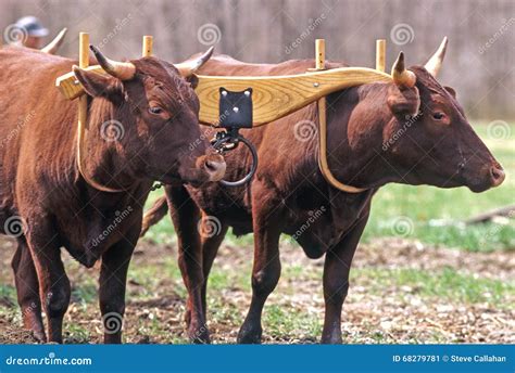 407 Oxen Working Stock Photos Free Royalty Free Stock Photos From Dreamstime