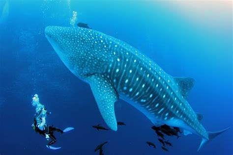 5 Best Destinations For Swimming With Whale Sharks Padi 5 Best Destinations For Swimming With Whale Sharks Padi