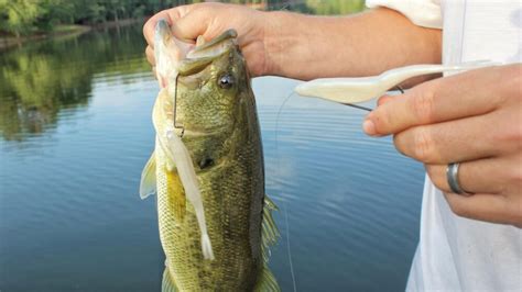 5 Effective Ways To Rig A Fluke For Bass Fishing Wired2fish 5 Effective Ways To Rig A Fluke For Bass Fishing Wired2fish