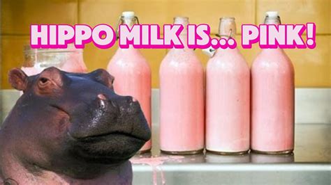 5 Hippo Secrets That Will Make You Go Wow Youtube 5 Hippo Secrets That Will Make You Go Wow Youtube