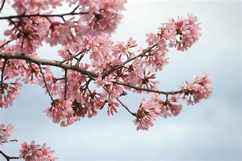 5 Hundred Dragon Tattoo Cherry Blossom Royalty Free Images Stock Photos Pictures Shutterstock