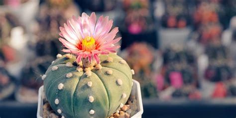 5 Spineless Cactus Varieties Safe For Homes With Pets And Kids 5 Spineless Cactus Varieties Safe For Homes With Pets And Kids