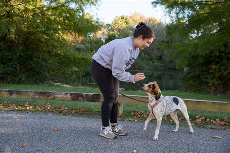 5 Tips For Successful Dog Training Virginia Maryland College Of Veterinary Medicine Virginia Tech 5 Tips For Successful Dog Training Virginia Maryland College Of Veterinary Medicine Virginia Tech