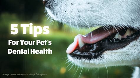 5 Tips For Your Pet S Dental Health Shuler Veterinary Clinic 5 Tips For Your Pet S Dental Health Shuler Veterinary Clinic