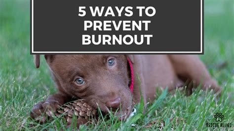 5 Ways To Prevent Burnout Rescue Allies Inc 5 Ways To Prevent Burnout Rescue Allies Inc