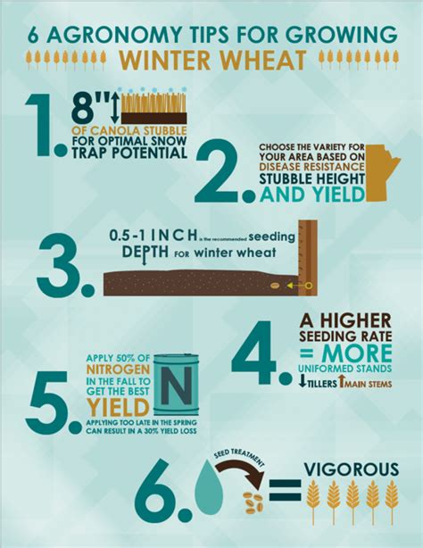 6 Tips For Managing Early Winter Wheat