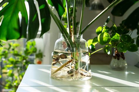 8 Easy Houseplants To Propagate In Winter