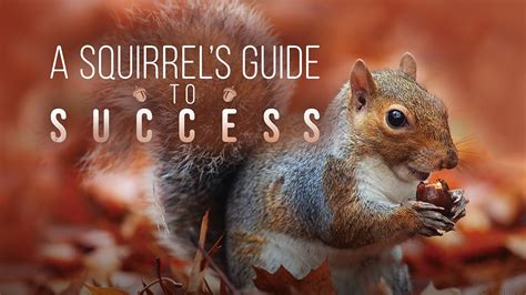 A Squirrel S Guide To Success Weta A Squirrel S Guide To Success Weta
