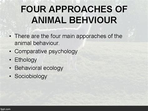 Animal Behaviour And Its Four Approaches