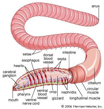 Annelid Circulatory System Definition Structure Function Video Annelid Circulatory System Definition Structure Function Video