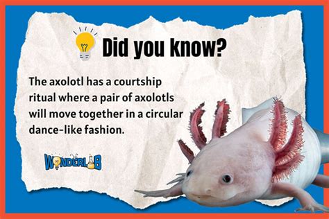 Axolotl Fun Facts Wonderlab Axolotl Fun Facts Wonderlab