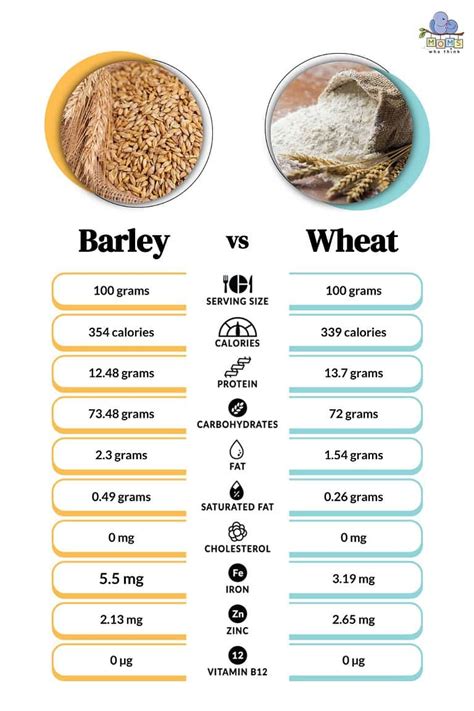 Barley Vs Wheat Which Is More Healthy Wheat Or Barley Know Nutritional Value Of Both In Hindi