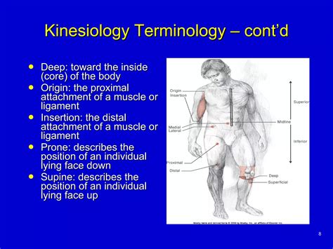 Basic Principles Of Kinesiology Ppt