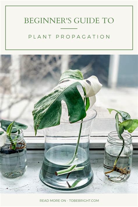 Beginner S Guide To Plant Propagation Part One
