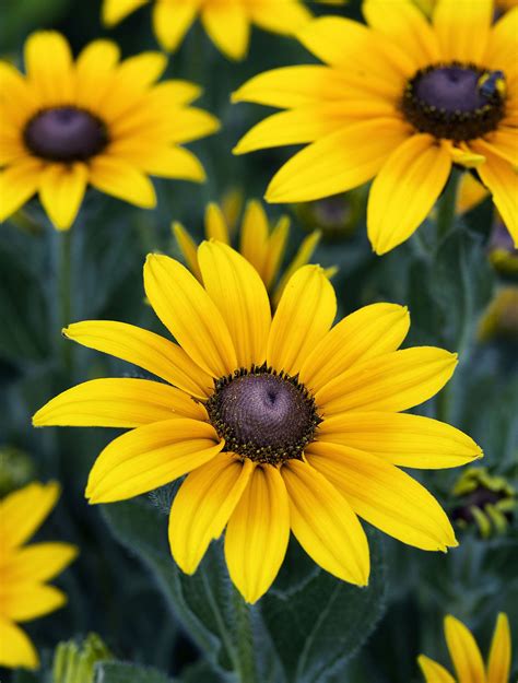 Black Eyed Susan Flower Symbol Gallery Of Flowers Symbols Black Eyed Susan Flower Symbol Gallery Of Flowers Symbols