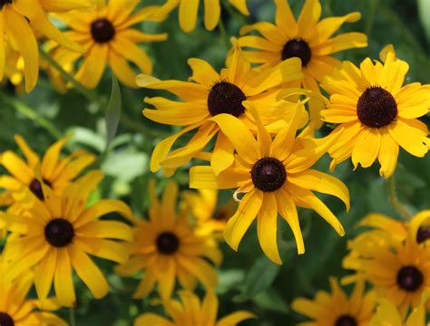 Black Eyed Susans Below A Healed Female Cardinal For Jminehardt23 Made W Flowerhouse Tattoo Flowerhousetattoo Blackeyedsusan Botanicaltattoo Tattoo Colortattoo Black Eyed Susans Below A Healed Female Cardinal For Jminehardt23 Made W Flowerhouse Tattoo Flowerhousetattoo Blackeyedsusan Botanicaltattoo Tattoo Colortattoo