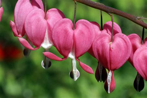 Bleeding Heart Flower Meaning Spiritual Symbolism Color Meaning Mo Hello Fearless