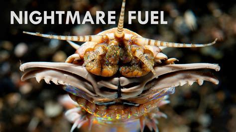 Bobbit Worms Pure Nightmare Fuel