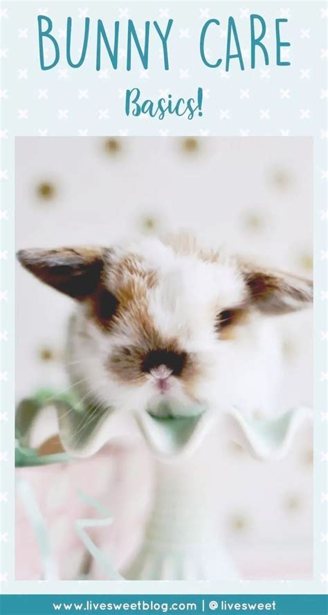 Bunny Care Basics Artofit
