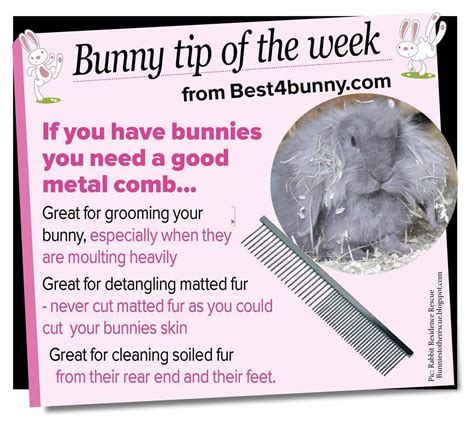 Bunny Care Guide Quick Easy Bunny Care Information Artofit