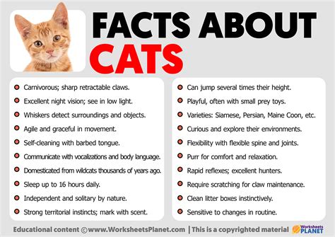 Buy 5 Interesting Facts About Cats Best Sale Facts About Cats Buy 5 Interesting Facts About Cats Best Sale Facts About Cats