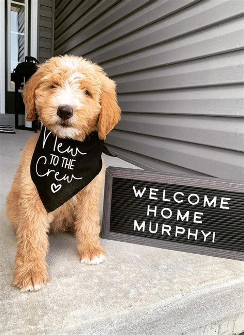 Care Tips Missouri Dog Breeder Care Tips Missouri Dog Breeder