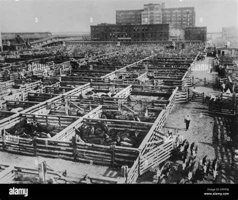 Chicago The Union Stock Yards Stockyards A Wild Lot From Texas U S A By Barker George