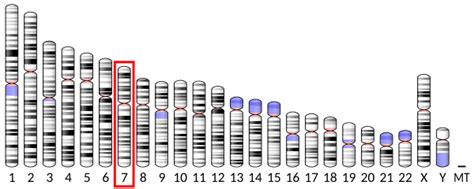 Chromosome 7 Wikipedia