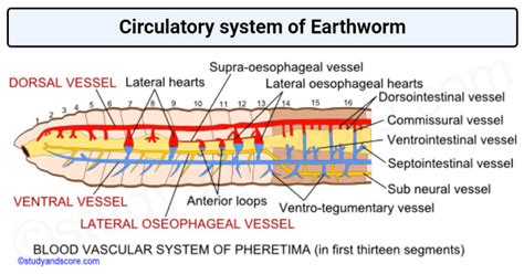 Circulatory System Of Earthworm Circulatory System Of Earthworm