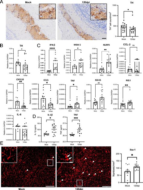 Combination Antiviral And Anti Inflammatory Therapy Mitigates Persistent Neurological Deficits In Mice Post Sars Cov 2 Infection Pnas Combination Antiviral And Anti Inflammatory Therapy Mitigates Persistent Neurological Deficits In Mice Post Sars Cov 2 Infection Pnas