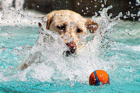 Cooler Heads Prevail New Research Reveals Best Way To Prevent Dogs From Overheating