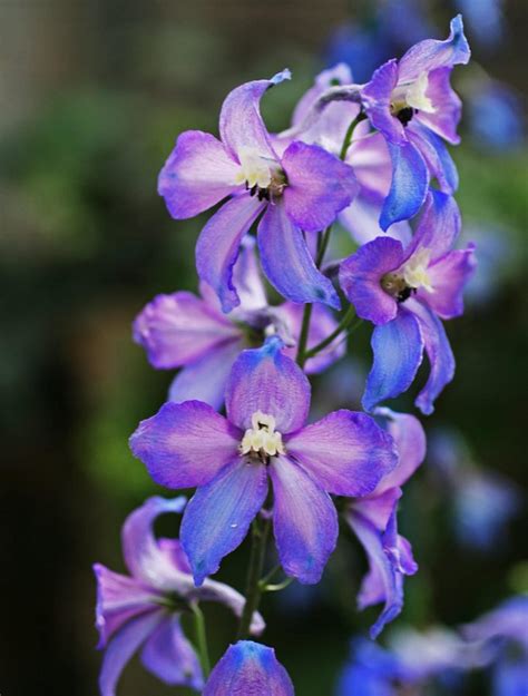 Delphinium Flowers Featured Content Lovingly