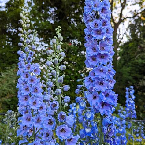 Delphinium Meaning Color Symbolism Cultural Lore