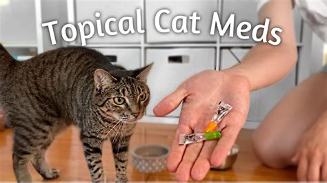 Demo And Tips For Applying Topical Meds On A Cat Youtube Demo And Tips For Applying Topical Meds On A Cat Youtube