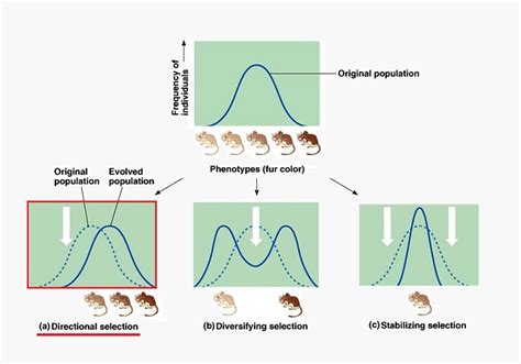 Directional Selection Directional Selection
