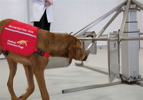 Dogs Are Teaching Machines To Sniff Out Cancer The Scientist Dogs Are Teaching Machines To Sniff Out Cancer The Scientist