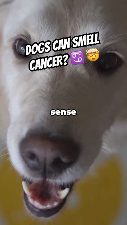 Dogs Can Sniff Out Cancer Facts Dogs Science Youtube Dogs Can Sniff Out Cancer Facts Dogs Science Youtube