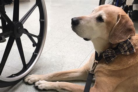 Dogs Sniff Out Prostate Cancer Dogs Sniff Out Prostate Cancer