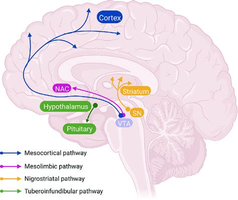 Dopamine Pathways In The Brain