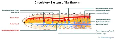 Earthworm Circulatory System Overview Anatomy Diagram Lesson Study Com Earthworm Circulatory System Overview Anatomy Diagram Lesson Study Com