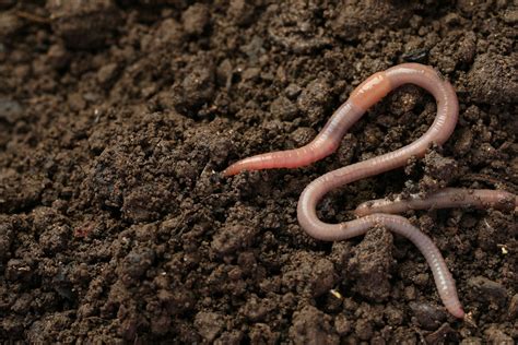 Earthworm National Geographic National Geographic Earthworm National Geographic National Geographic