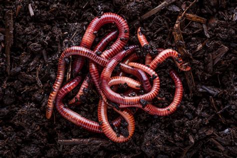 Earthworms Earthworms