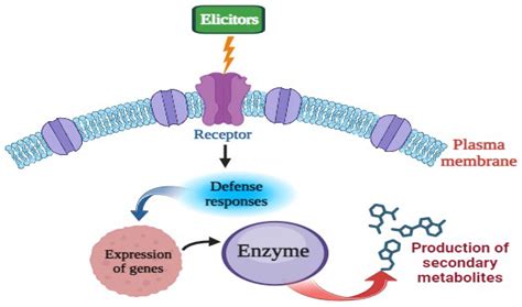 Effective Biotic Elicitors For Augmentation Of Secondary Metabolite Production In Medicinal Plants Effective Biotic Elicitors For Augmentation Of Secondary Metabolite Production In Medicinal Plants