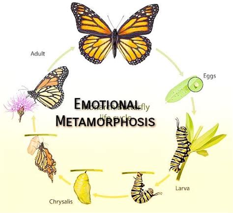 Emotional Metamorphosis Ayurveda And Psychotherapy Emotional Metamorphosis Ayurveda And Psychotherapy