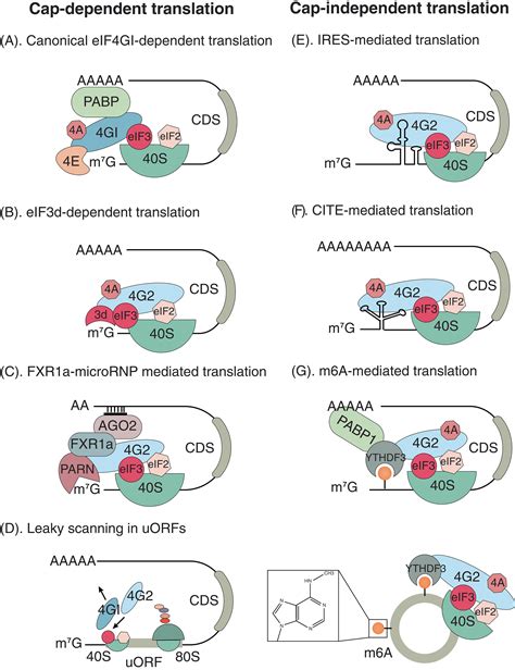 Enhancing Cap Independent Translation Of Linear Mrna Nature Communications Enhancing Cap Independent Translation Of Linear Mrna Nature Communications