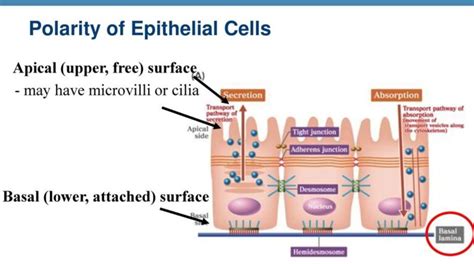 Epithelial Polarization By The Planar Cell Polarity Complex Is Exclusively Non Cell Autonomous Science Epithelial Polarization By The Planar Cell Polarity Complex Is Exclusively Non Cell Autonomous Science